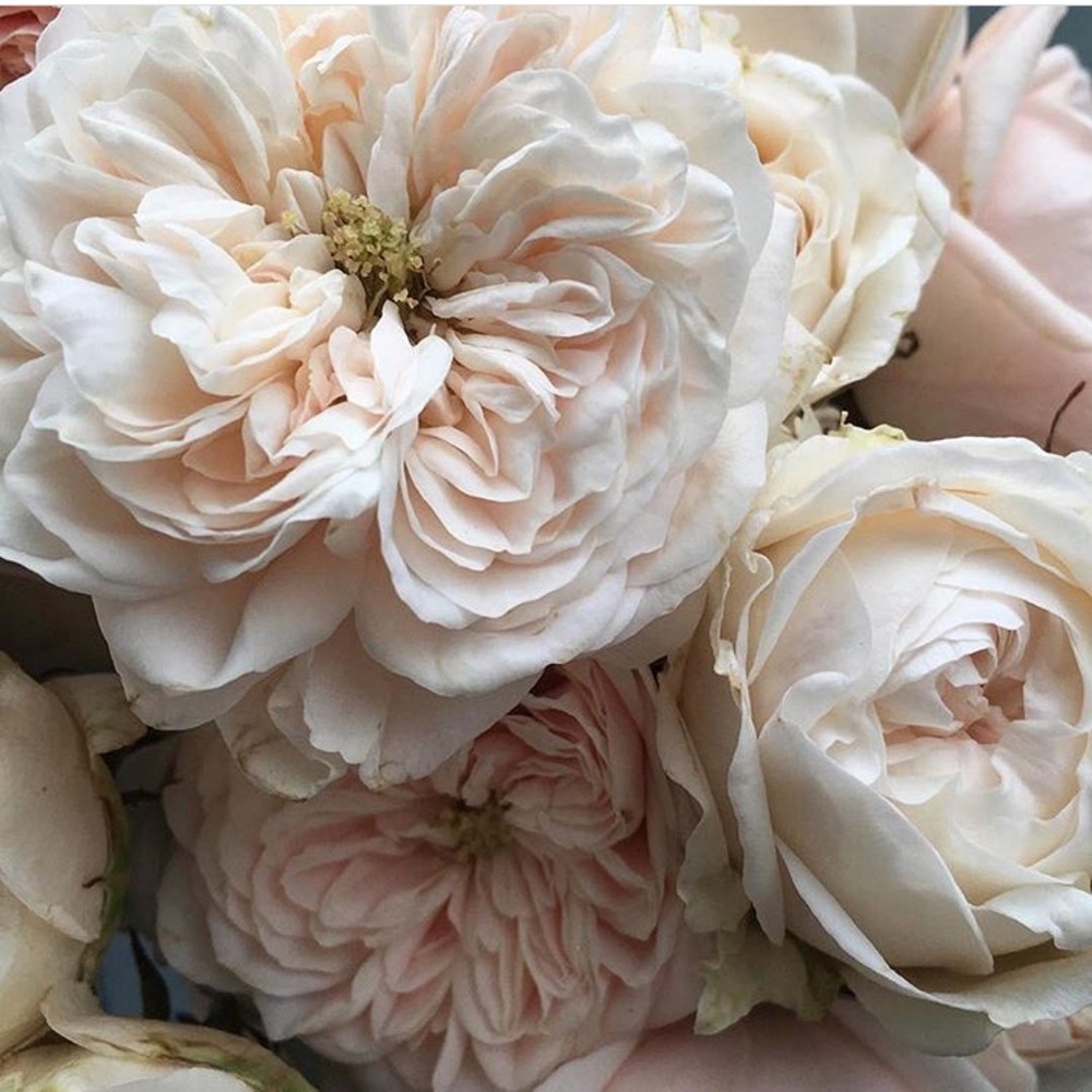 Meet your Posher, Erica